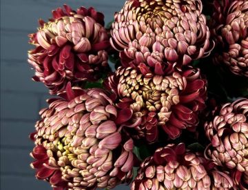 Шикарная Хризантема Бигуди Ред от 138 рублей!